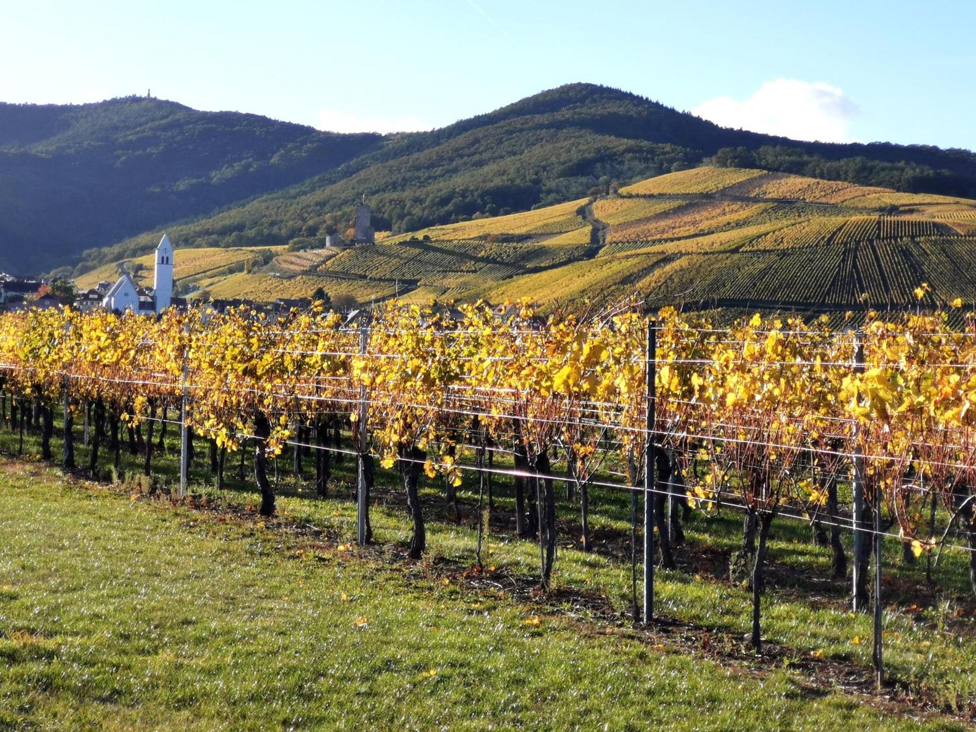 Entre Ville Et Vignes - Gite Classe 3 Etoiles Ingersheim Extérieur photo